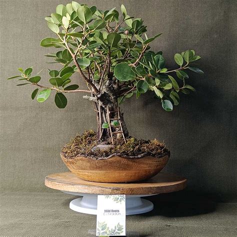 ficus microcarpa 中文